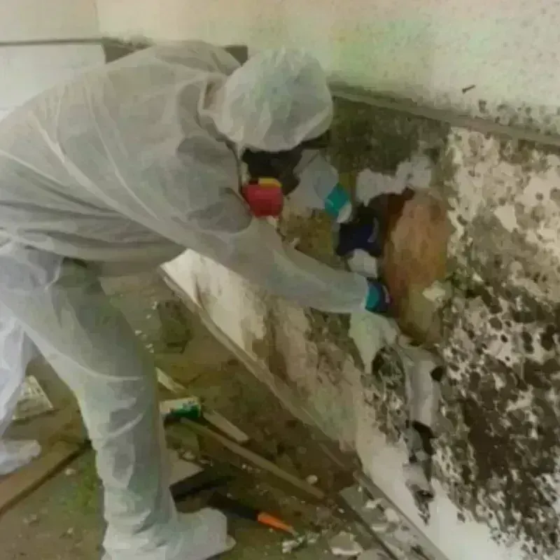 Mold Remediation and Removal in Washington, ME